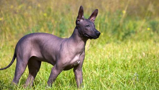 Chien nu du Mexique (Xoloitzcuintle): information sur la race | Purina